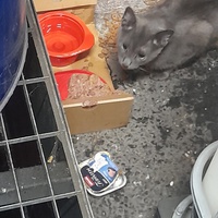 photo de livraison pour Nos amours de minous oubliés