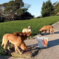photo de livraison pour Sanctuaire de la Faune de Tanger (SFT)