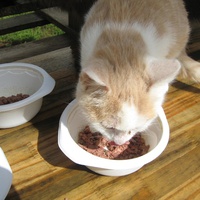 photo de livraison pour Jardin des Chats