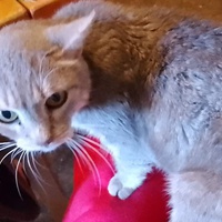 photo de livraison pour Chat L'Heureux