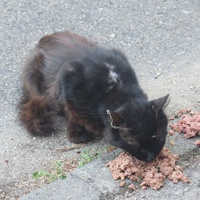 photo de livraison pour Chat Libre de l'Ile du Ramier
