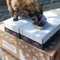 photo de livraison pour FELINS VAGABONDS