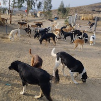 photo de livraison pour Sanctuaire de la Faune de Tanger (SFT)