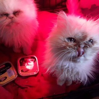 photo de livraison pour Les Chats de la Tour