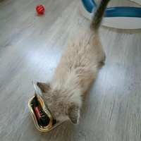 photo de livraison pour Les Pattes de l'Espoir 