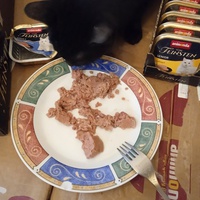 photo de livraison pour Adopte Un Matou
