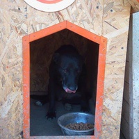 photo de livraison pour Refuge pour chiens de Baia Mare