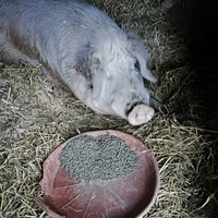photo de livraison pour Chats Libres de Béziers