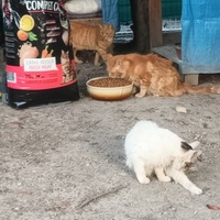 photo de livraison pour Castel Cats