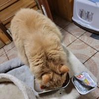 photo de livraison pour Chat de Gout'hier sans Toit