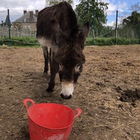 photo de livraison pour Les Chevaux d'Elo