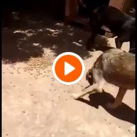photo de livraison pour Comme Chiens et Chats Maroc