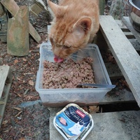 photo de livraison pour Les Chats libres de Fleurance