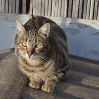 photo de livraison pour Chats Libres de Béziers