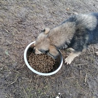 photo de livraison pour Serbian Society for the Protection of Animals - SSPA