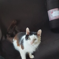 photo de livraison pour Un Ronron d'Espoir 33