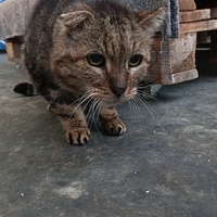 photo de livraison pour STREET CATS