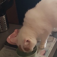 photo de livraison pour Les Pattes de la Liberté 
