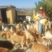 photo de livraison pour Sanctuaire de la Faune de Tanger (SFT)