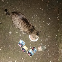 photo de livraison pour Les Chats de Dugny