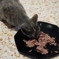 photo de livraison pour Cat Miaou