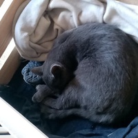 photo de livraison pour A Pas De Chats