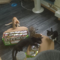 photo de livraison pour Cruzy Cat 34