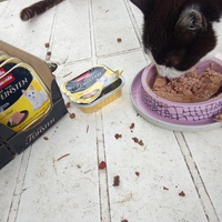photo de livraison pour Chats Oubliés