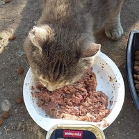 photo de livraison pour Les Chats-Pitresdelavi-Ste