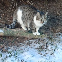 photo de livraison pour Sweety Pets