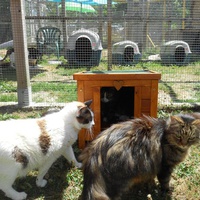 photo de livraison pour Ecole du Chat de Lanvaux