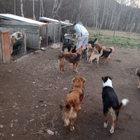 photo de livraison pour Silver Dog Srebrenica