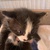 photo animal