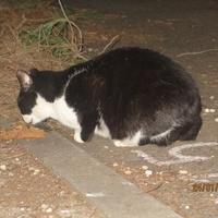 photo de livraison pour Chat Libre de l'Ile du Ramier