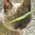 photo animal