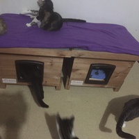 photo de livraison pour Pour l'Amour des Chats