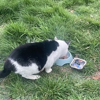 photo de livraison pour Les Chats De QUEAUX