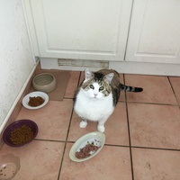 photo de livraison pour Chats du Pays d'Ornans