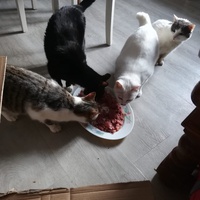 photo de livraison pour Boule de Poils