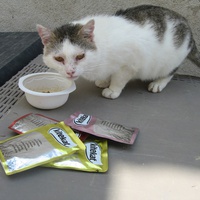 photo de livraison pour Jardin des Chats