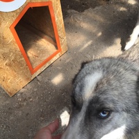 photo de livraison pour Save & Hope for Dogs