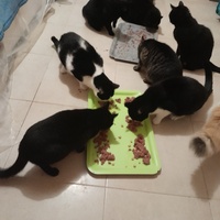 photo de livraison pour Les Amis de Michouette