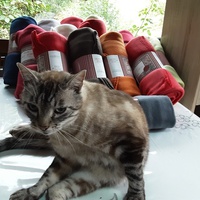 photo de livraison pour Les Chatoyants