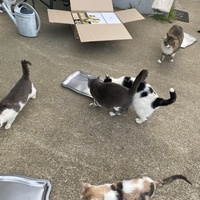 photo de livraison pour SADF (Sauvetage des animaux domestiques de France)