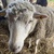 photo animal
