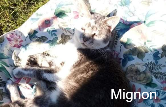 Mignon L Arche De Marie Mes Amours De Chats Animal Webaction