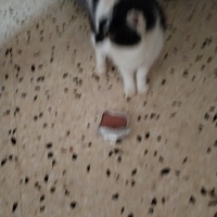 photo de livraison pour Chats Grains d'Amour