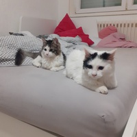 photo de livraison pour L'Arche de Ploum