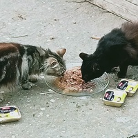 photo de livraison pour Les chats libres de Caro