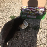 photo de livraison pour Ecole du Chat des Alpilles